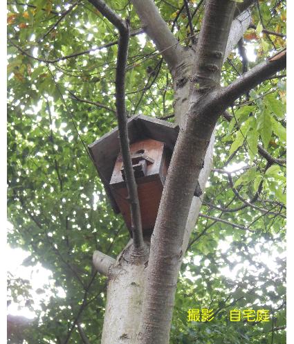 nestbox3